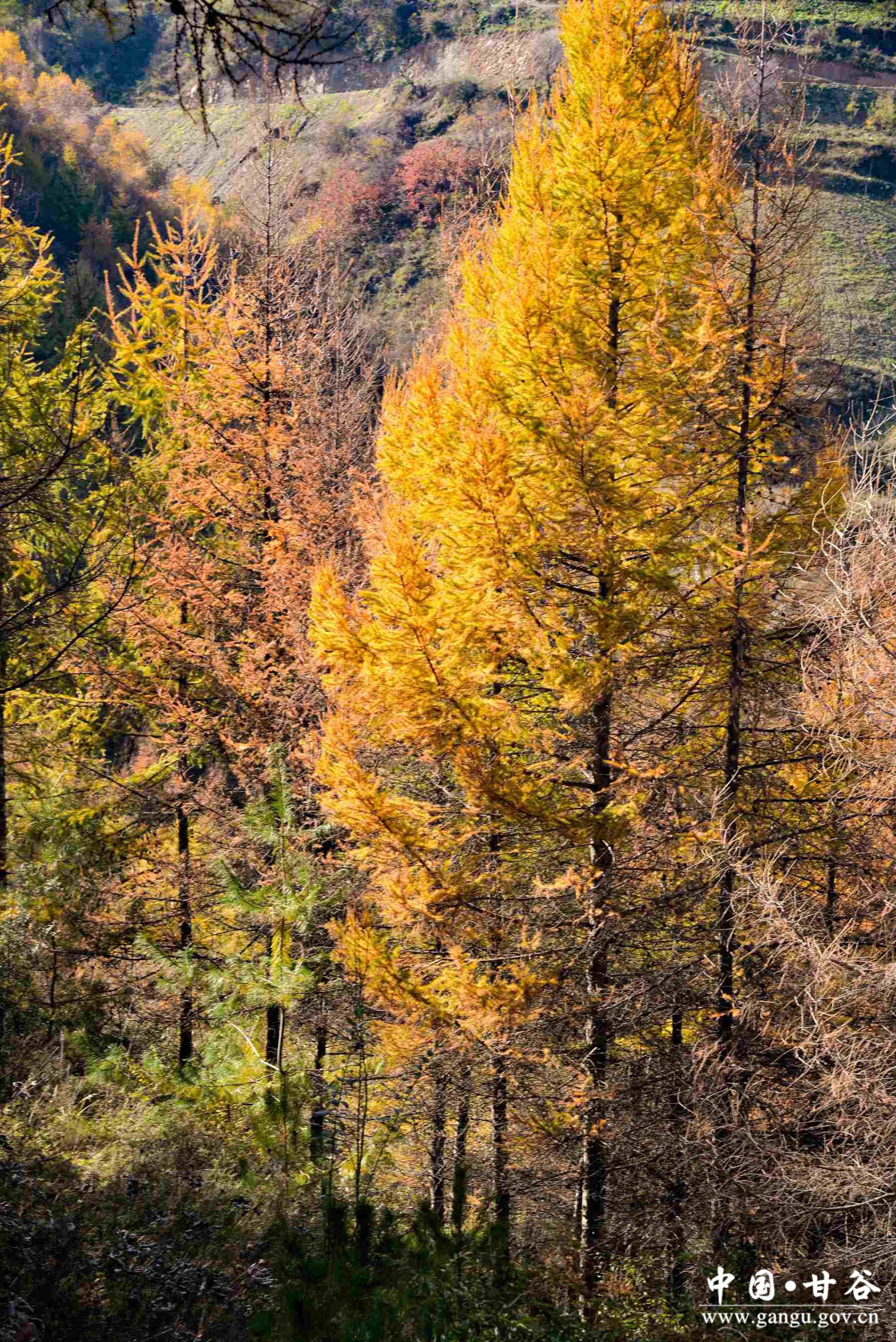 巩建平 (13) 巩建平 (13)