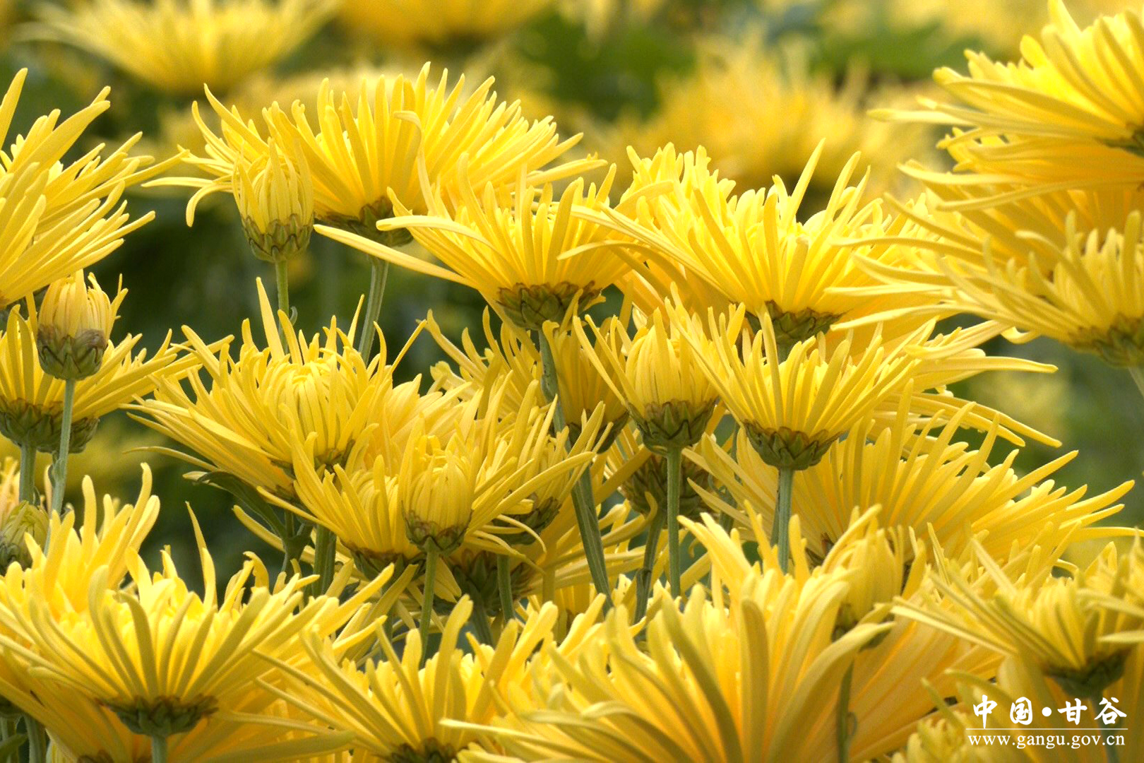 1760948699024031896.jpg 1760948699024031896.jpg