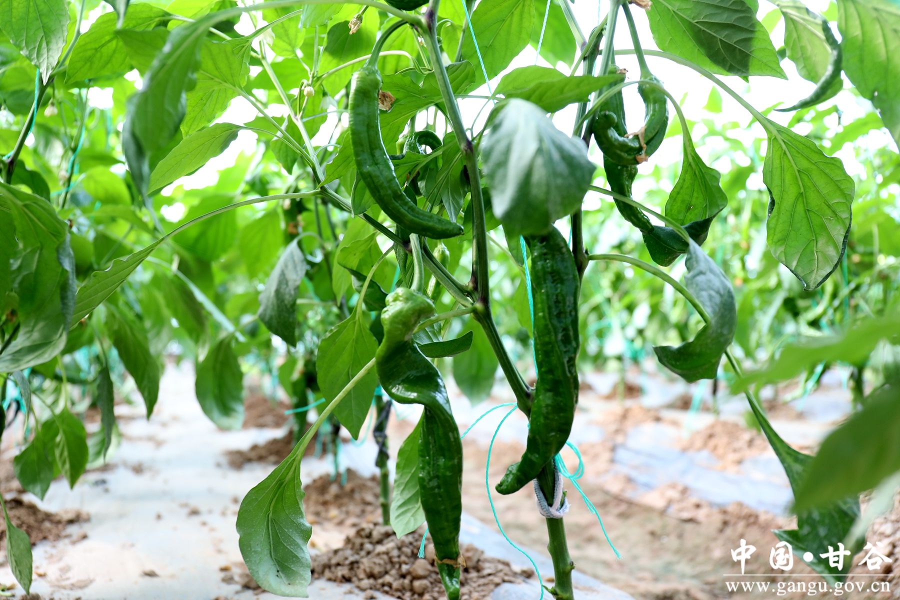 微信图片_20240322182116 微信图片_20240322182116