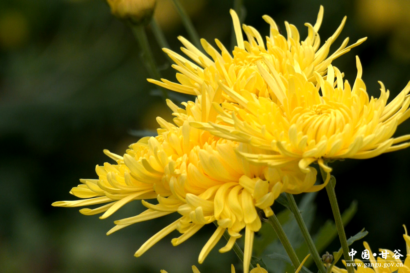 1760948573041010355.jpg 1760948573041010355.jpg