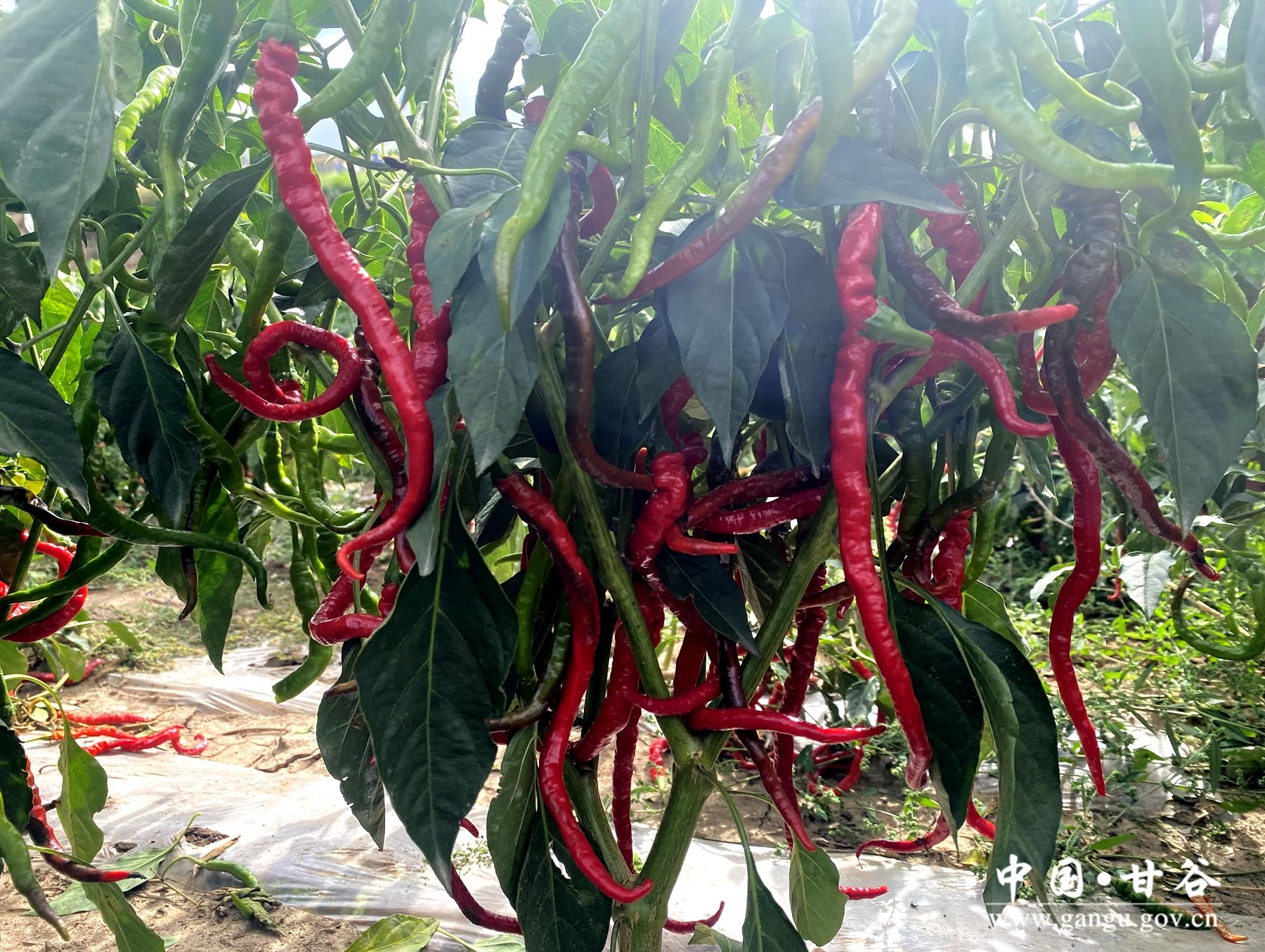 7575904ad4b146e125f3ecfd61f4a6c 7575904ad4b146e125f3ecfd61f4a6c