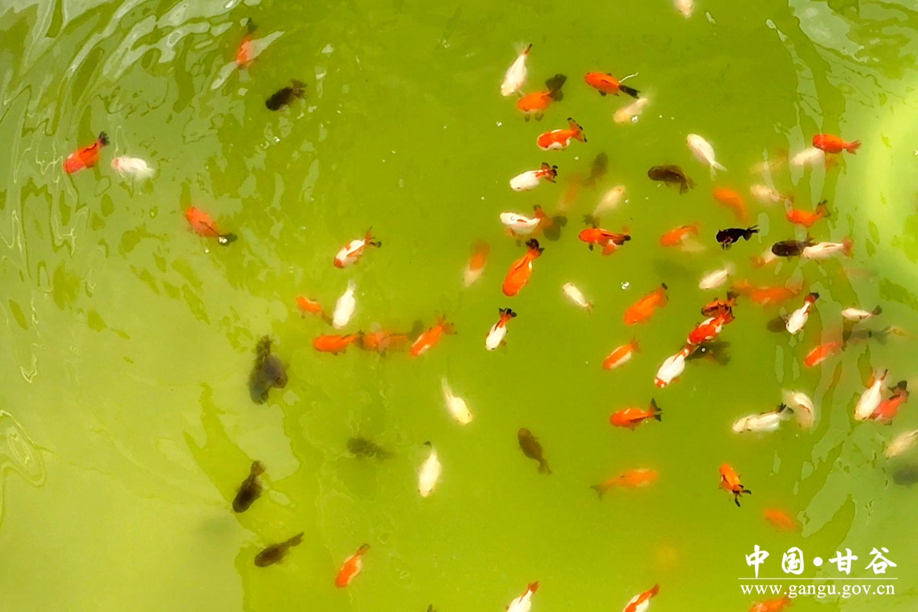 1729672527990002737.jpg 1729672527990002737.jpg