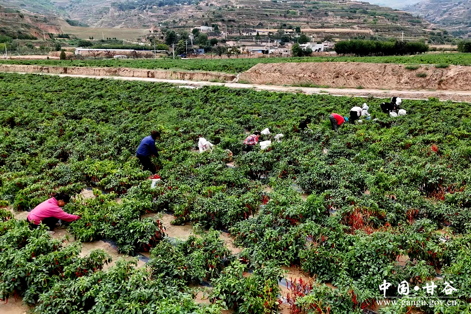 1726041083793044218.jpg 1726041083793044218.jpg