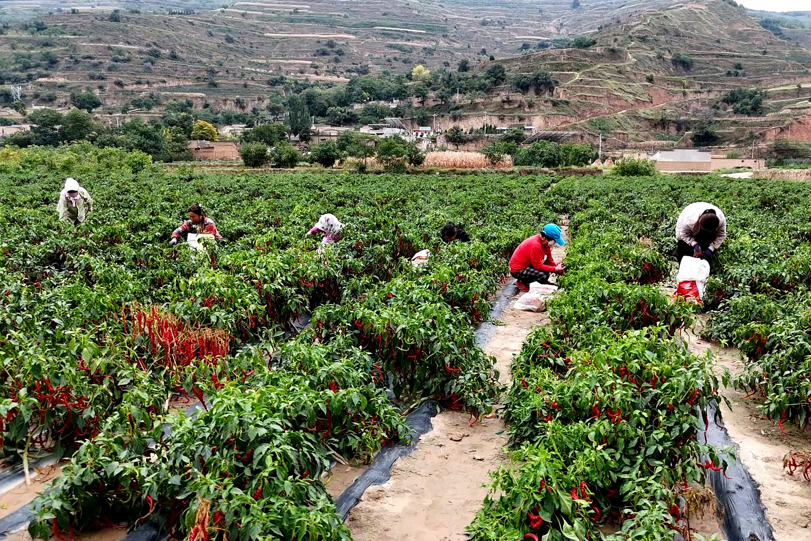 1726041699198052729.jpg 1726041699198052729.jpg