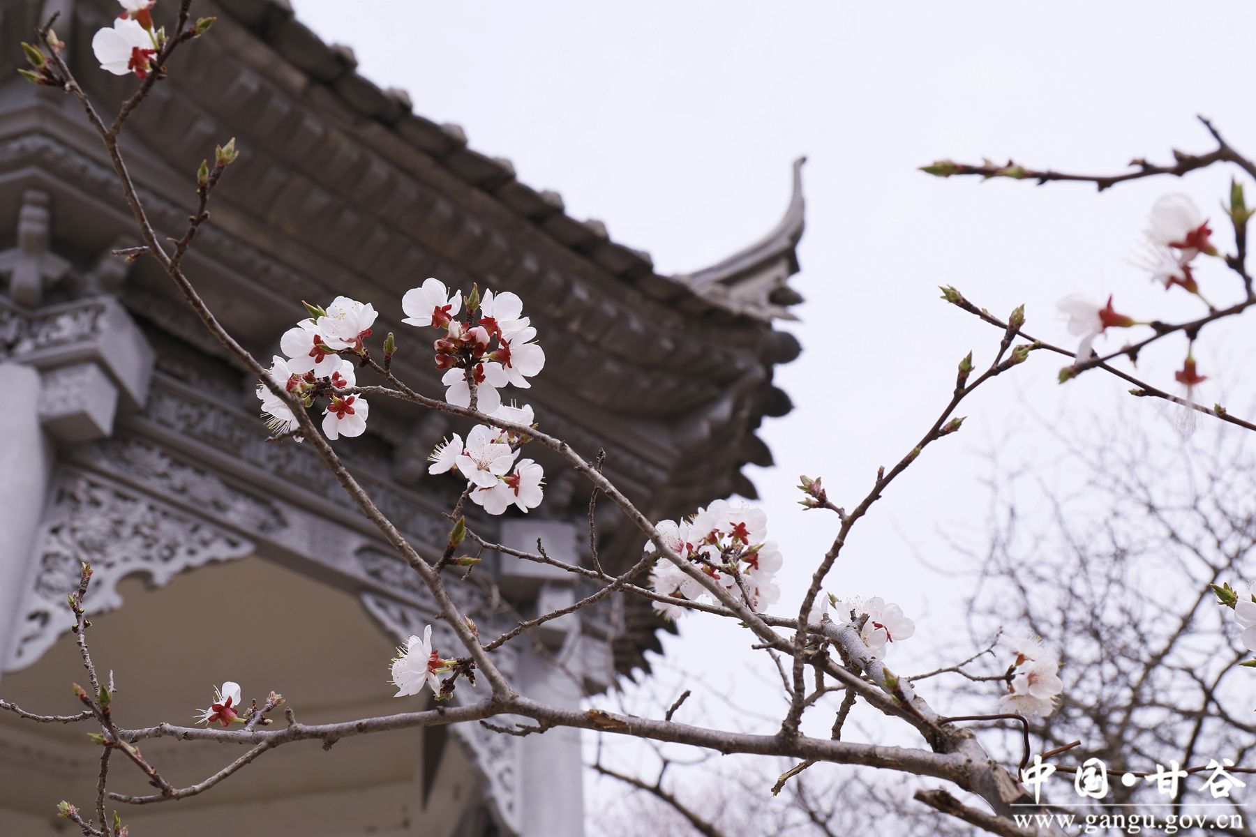 _MG_1538_副本_副本 _MG_1538_副本_副本