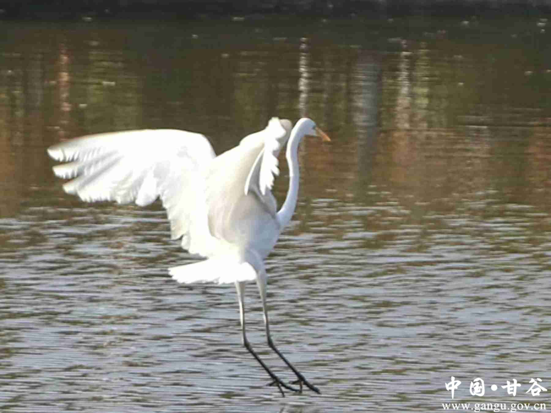 王小龙 (12) 王小龙 (12)