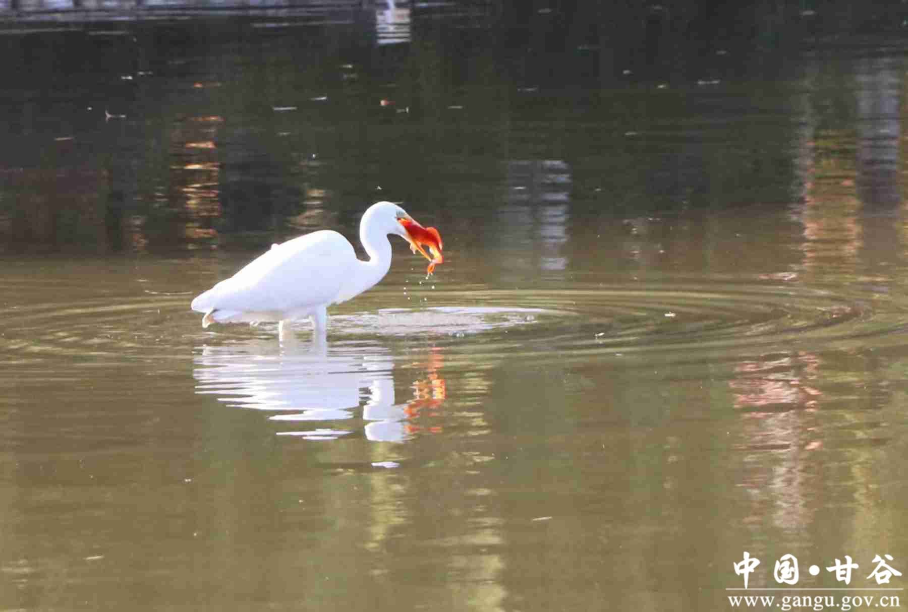 王小龙 (13) 王小龙 (13)