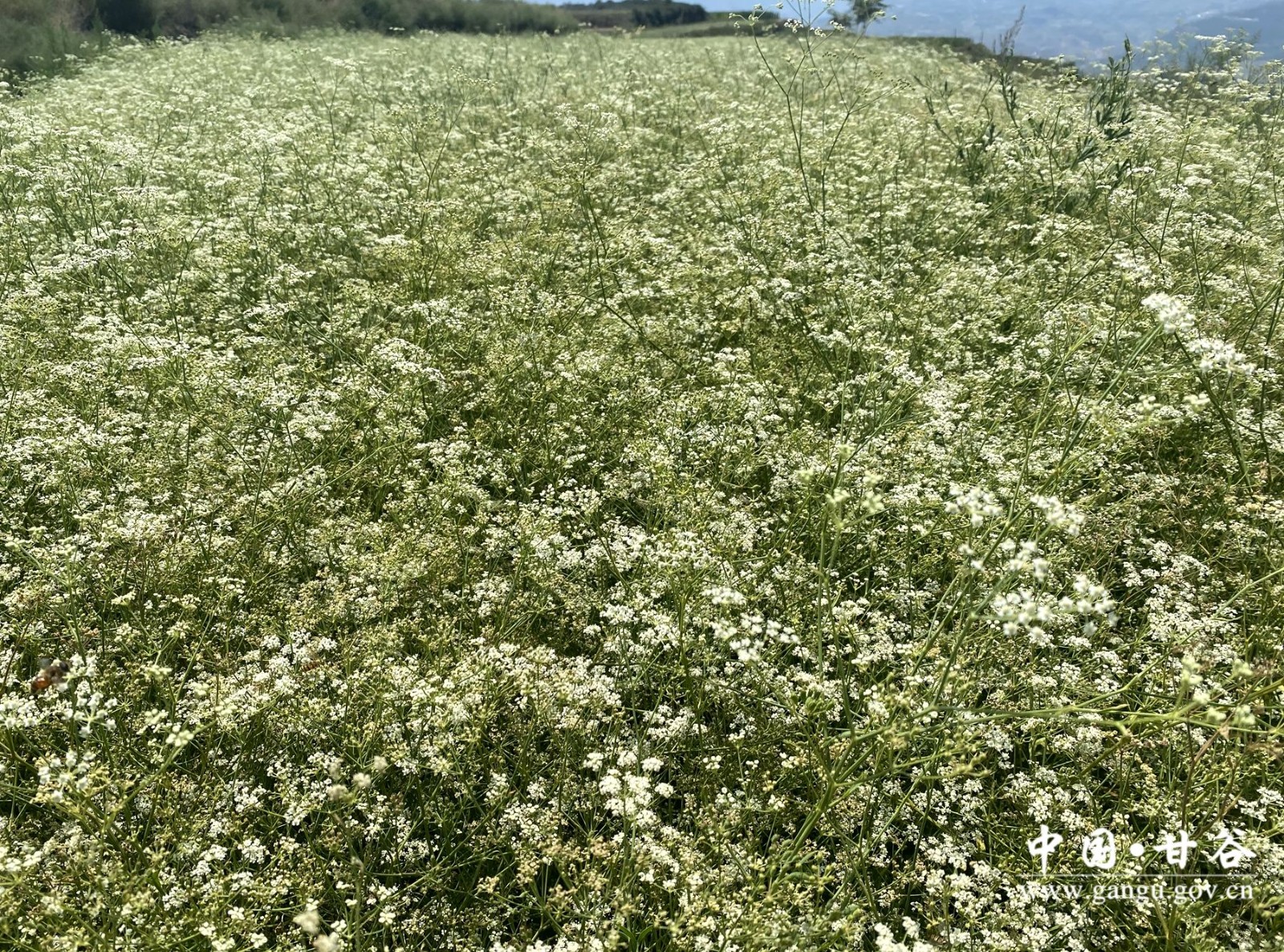 ffc1414ded776dd06424a49c893b7d3 ffc1414ded776dd06424a49c893b7d3