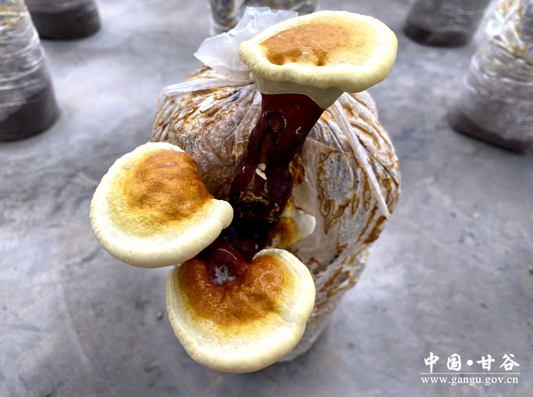 2418c54b2e2429e20f1a5d880366468 2418c54b2e2429e20f1a5d880366468