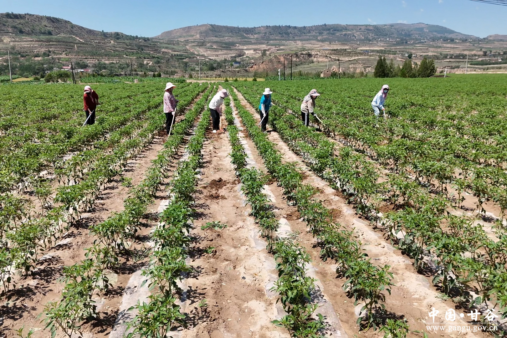 1751254333699009064.jpg 1751254333699009064.jpg