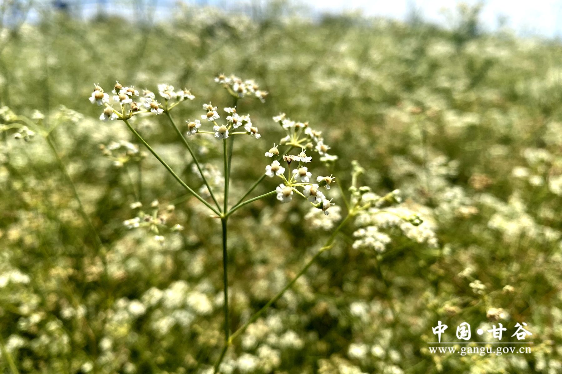 03808047f0875e936d40c44e5444ba0 03808047f0875e936d40c44e5444ba0