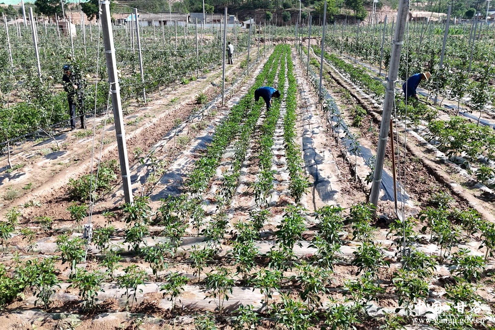 1751254973446031209.jpg 1751254973446031209.jpg