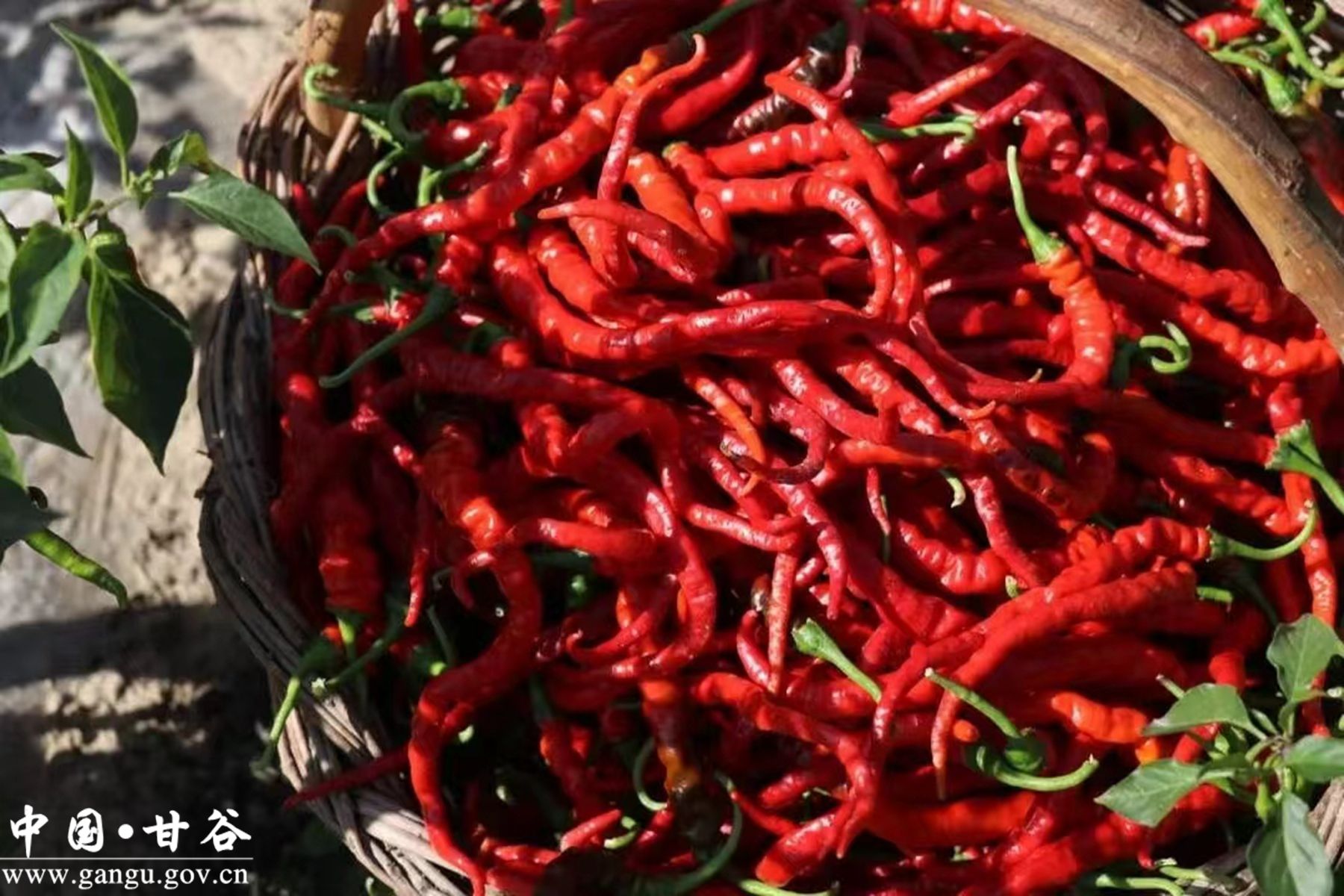 1712713001472023159.jpg 1712713001472023159.jpg