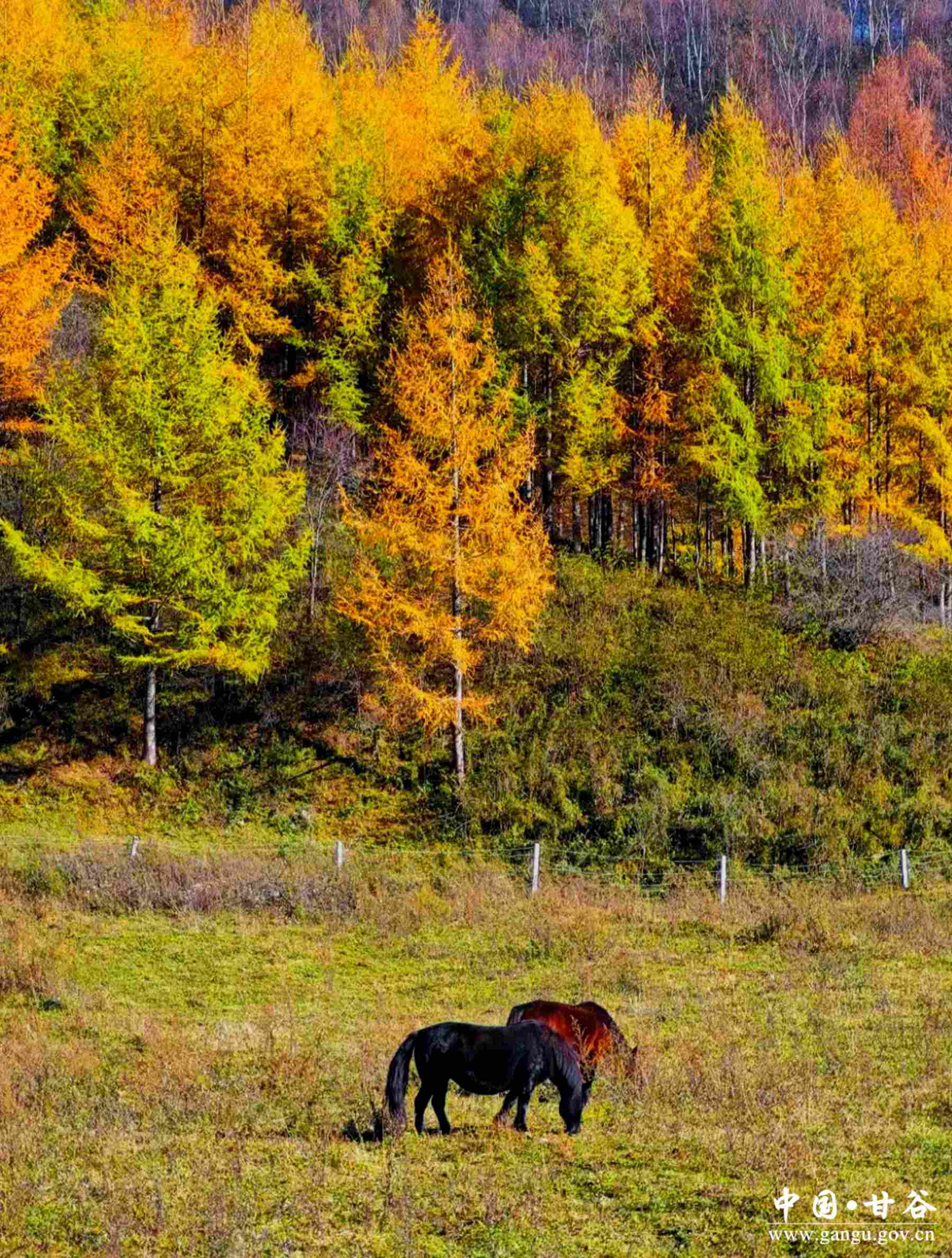 徐宁 (1) 徐宁 (1)