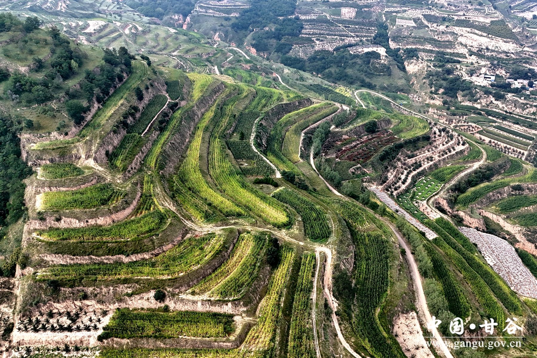 DJI_20240823101613_0161_D_副本 DJI_20240823101613_0161_D_副本