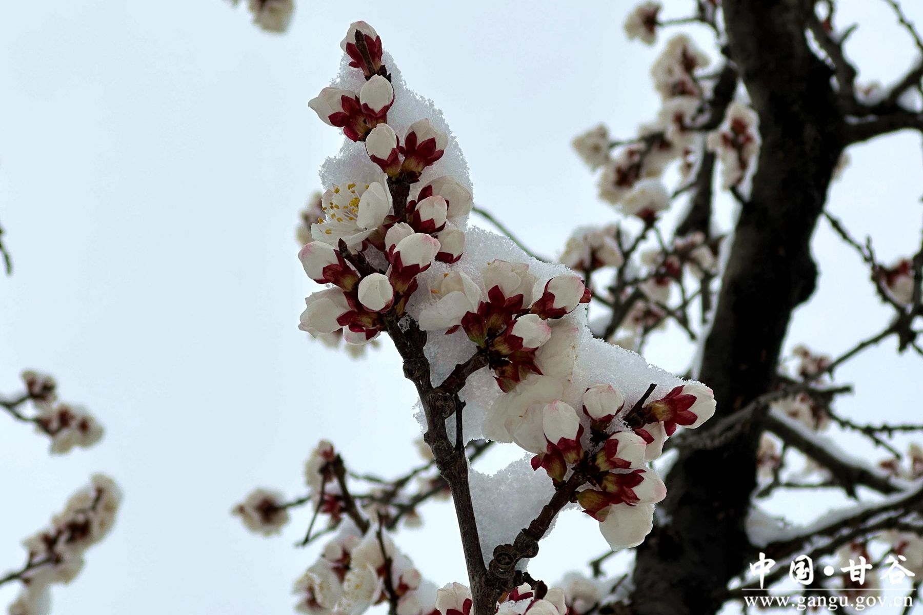 微信图片_20260314093816_22_4_副本 微信图片_20260314093816_22_4_副本