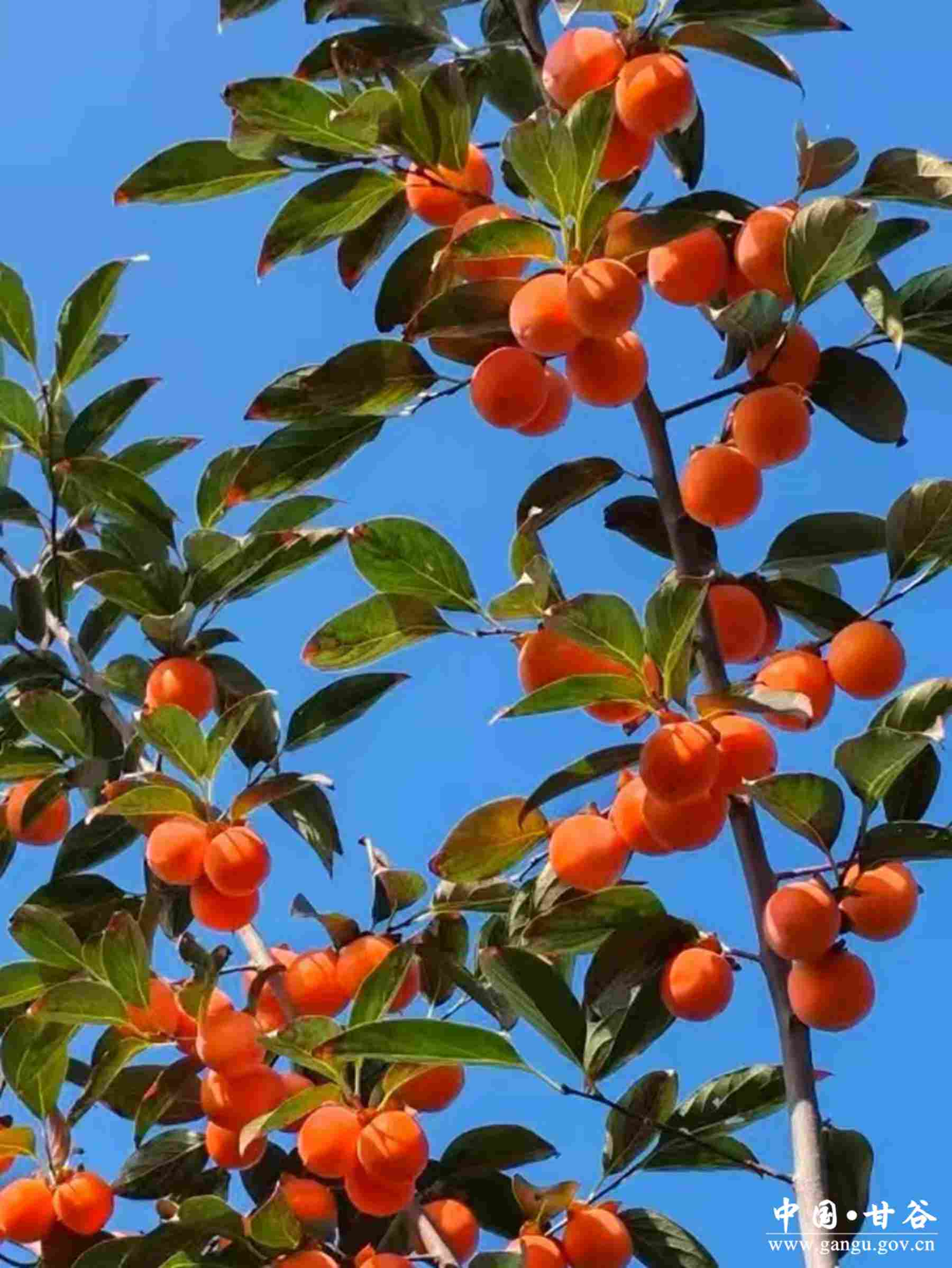 雒霞 (1) 雒霞 (1)