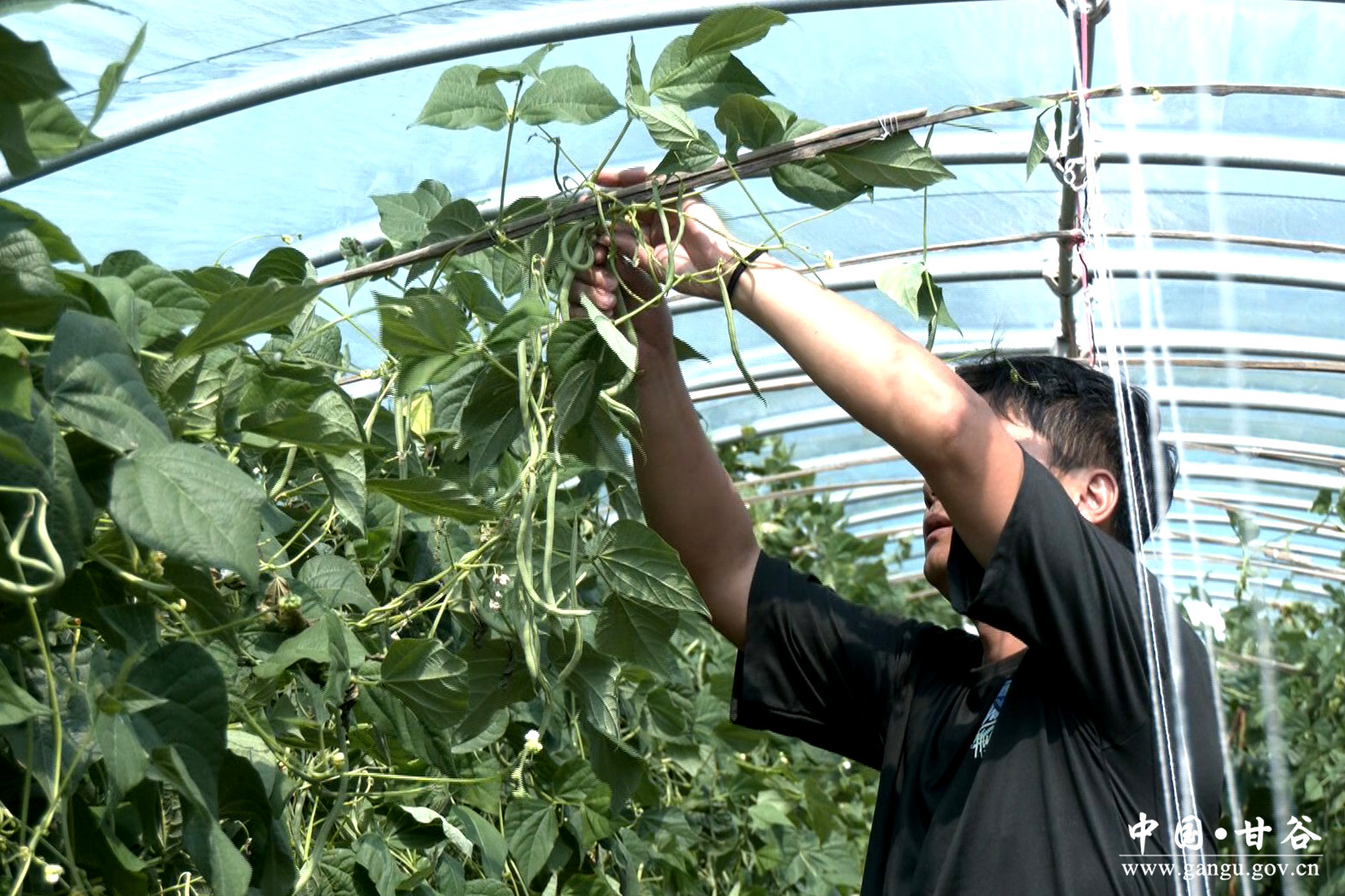 1751939482806063512.jpg 1751939482806063512.jpg