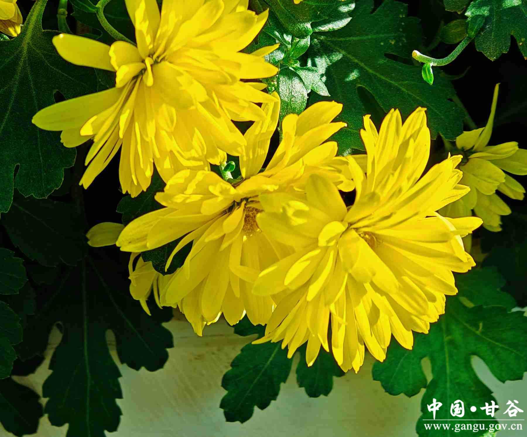 程新芳 (6) 程新芳 (6)