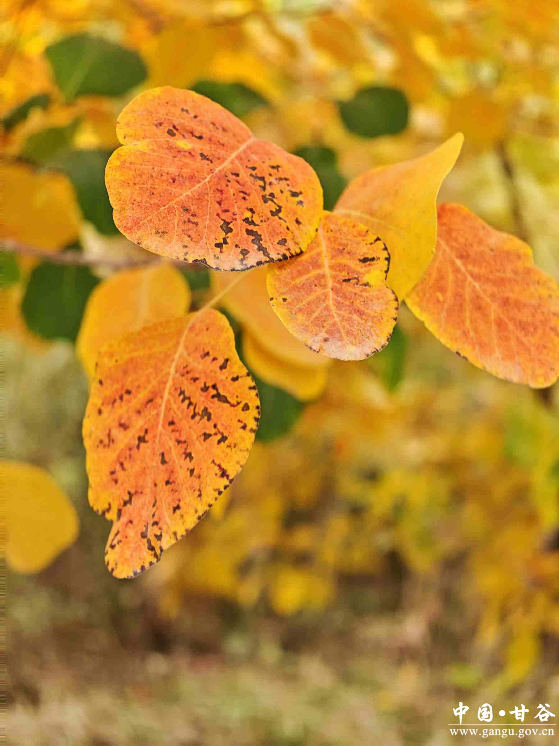 程新芳 (14) 程新芳 (14)