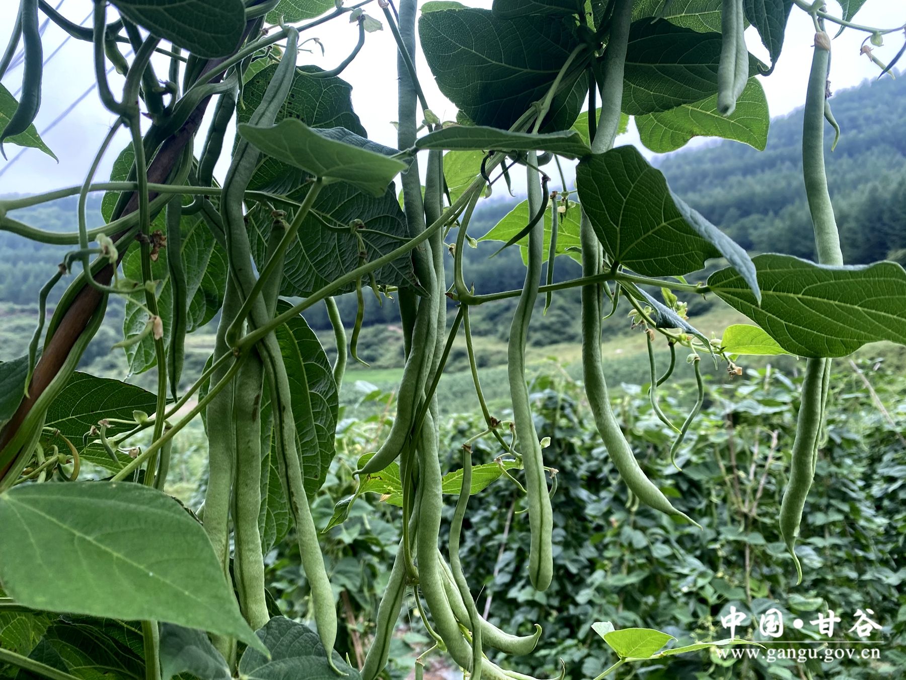 8bcfb7c9e90025b5d9254d6d0a999be 8bcfb7c9e90025b5d9254d6d0a999be