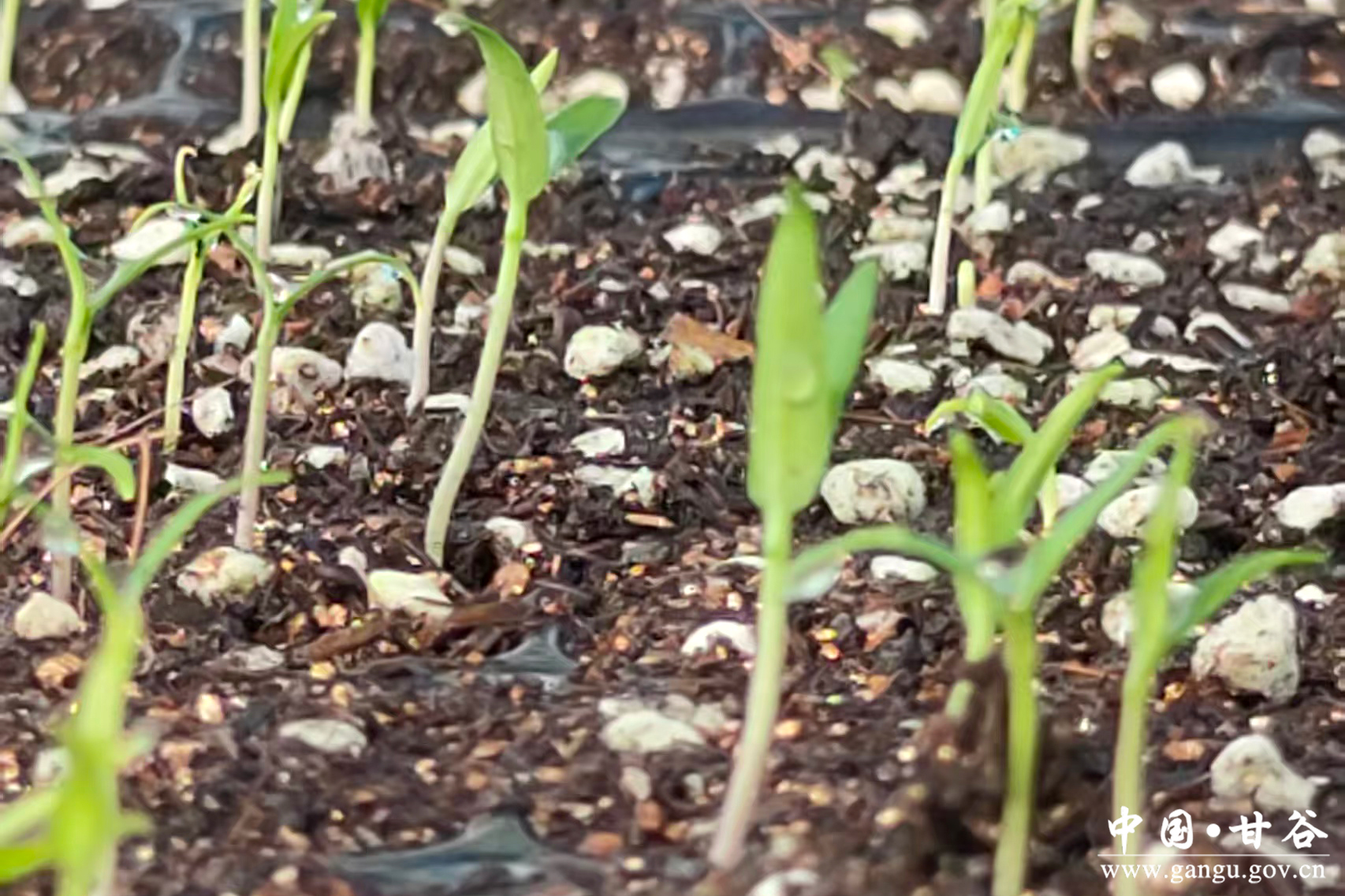 1773283288343085192.jpg 1773283288343085192.jpg