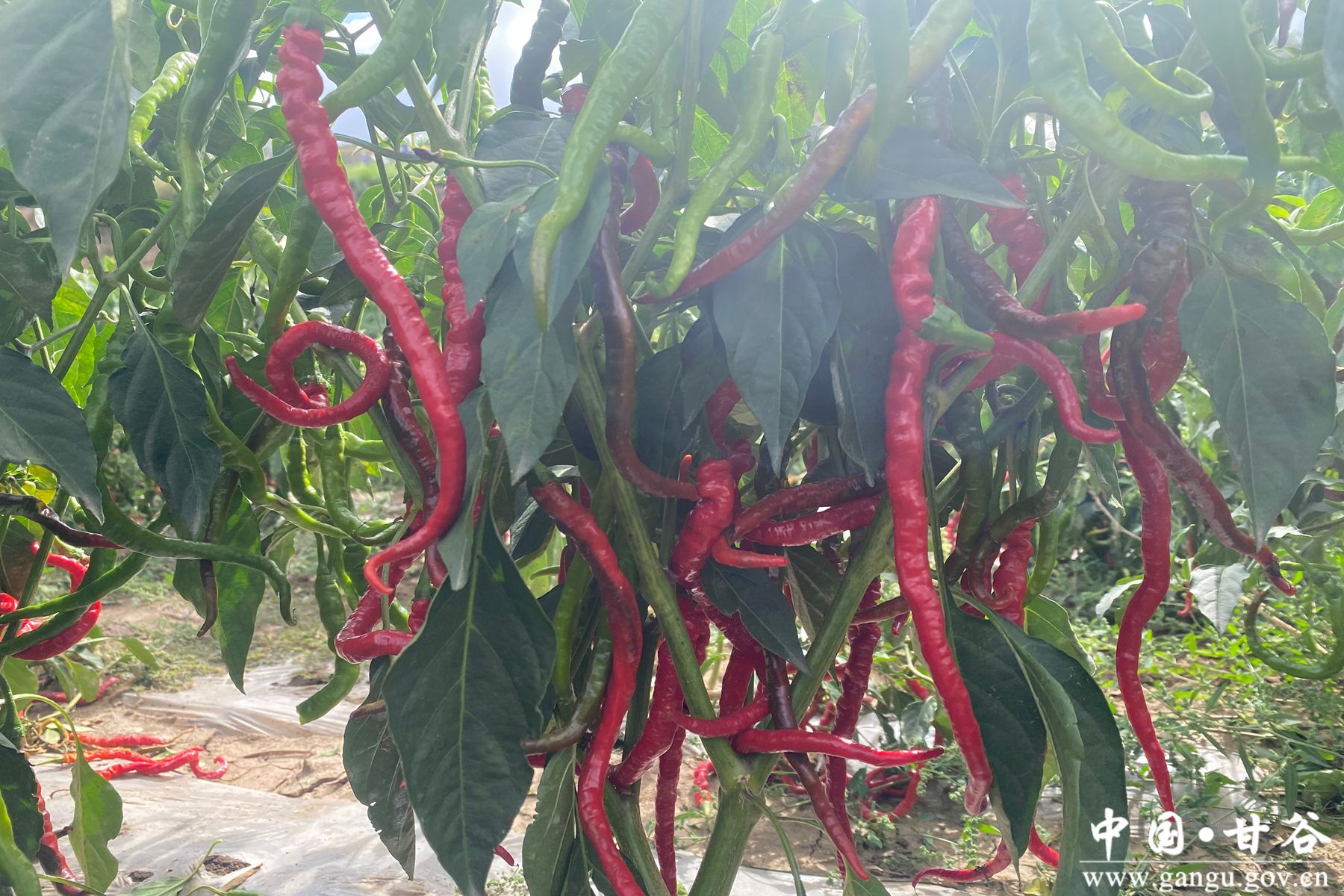 微信图片_20251125164002_97_46 微信图片_20251125164002_97_46