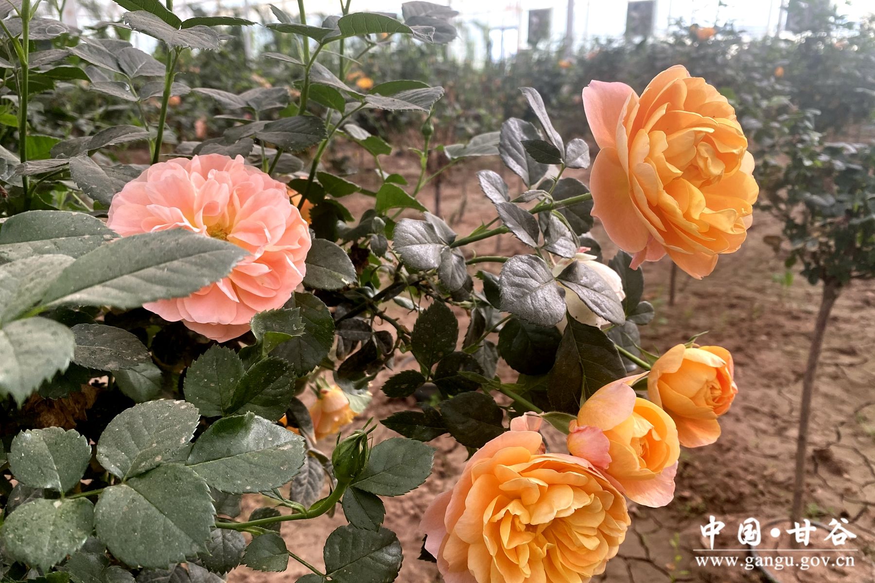 bd4efbb6b723af9675b15fbb0ac4293 bd4efbb6b723af9675b15fbb0ac4293