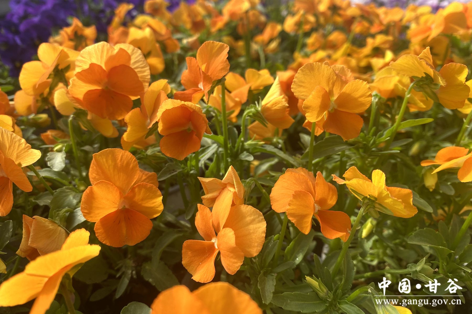 c4c2e2e86d6b3c836b53f4955aa35c5 c4c2e2e86d6b3c836b53f4955aa35c5