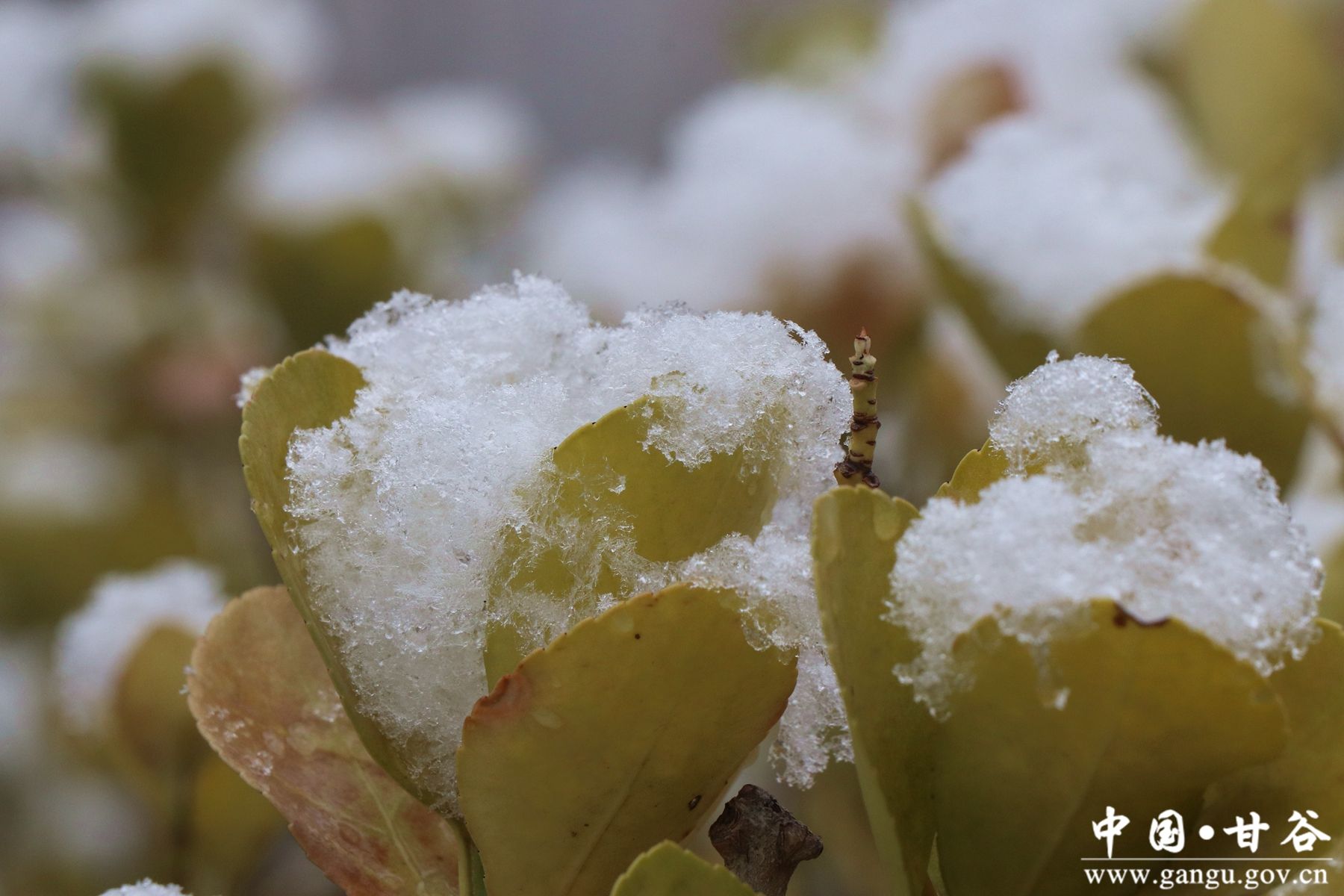 微信图片_20250220111736 微信图片_20250220111736