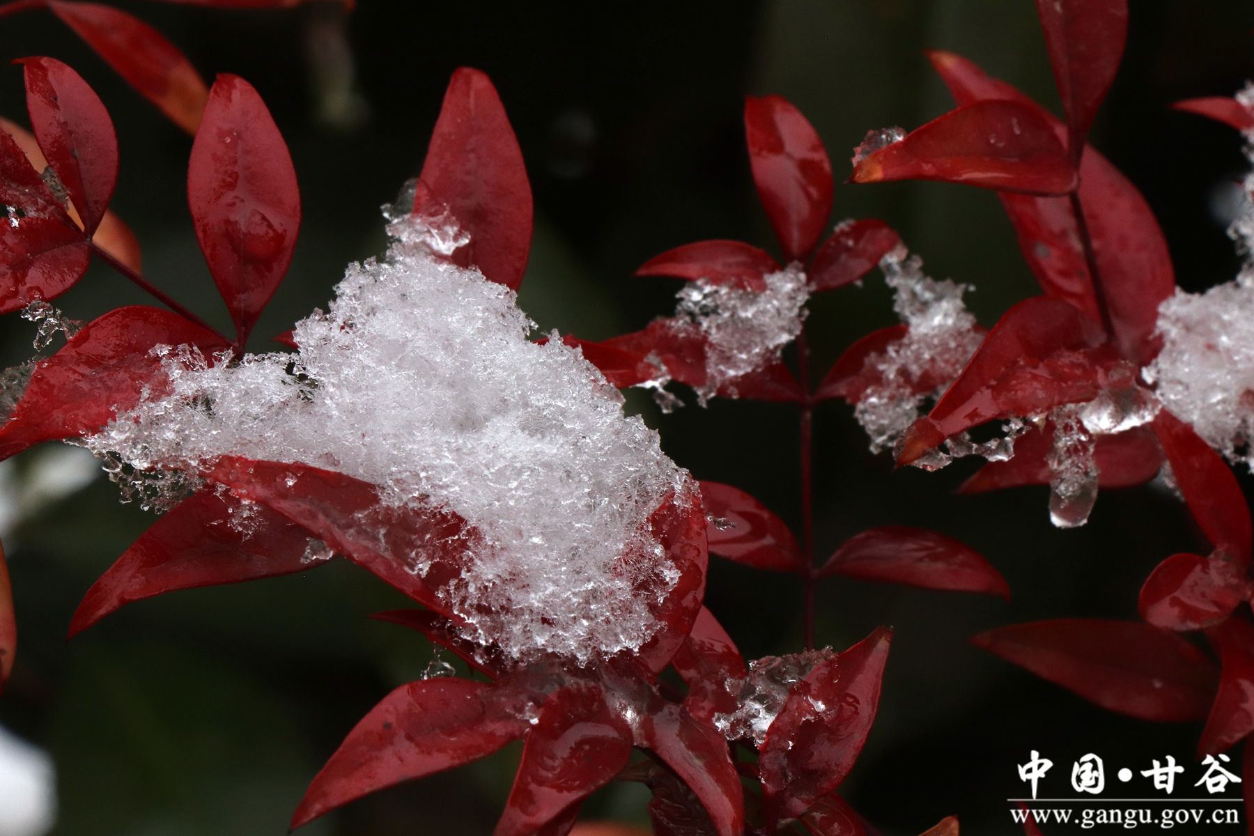 微信图片_20250220111732 微信图片_20250220111732