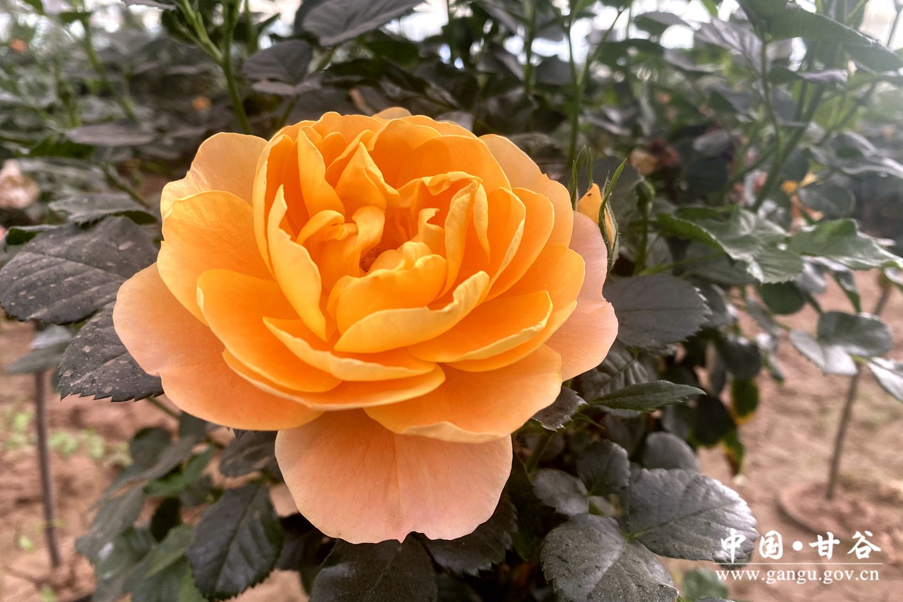 905bc4d44e1ca21425c8e33d0b637a4 905bc4d44e1ca21425c8e33d0b637a4