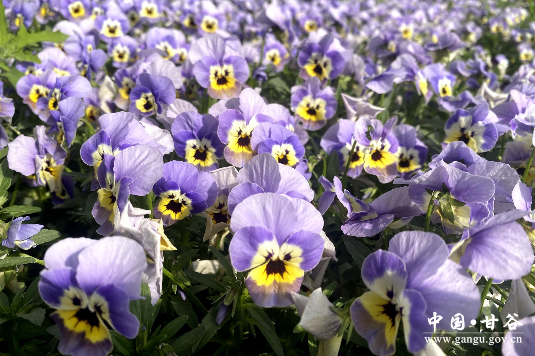 c913e337e54a3b0facc6797fa78db6f c913e337e54a3b0facc6797fa78db6f