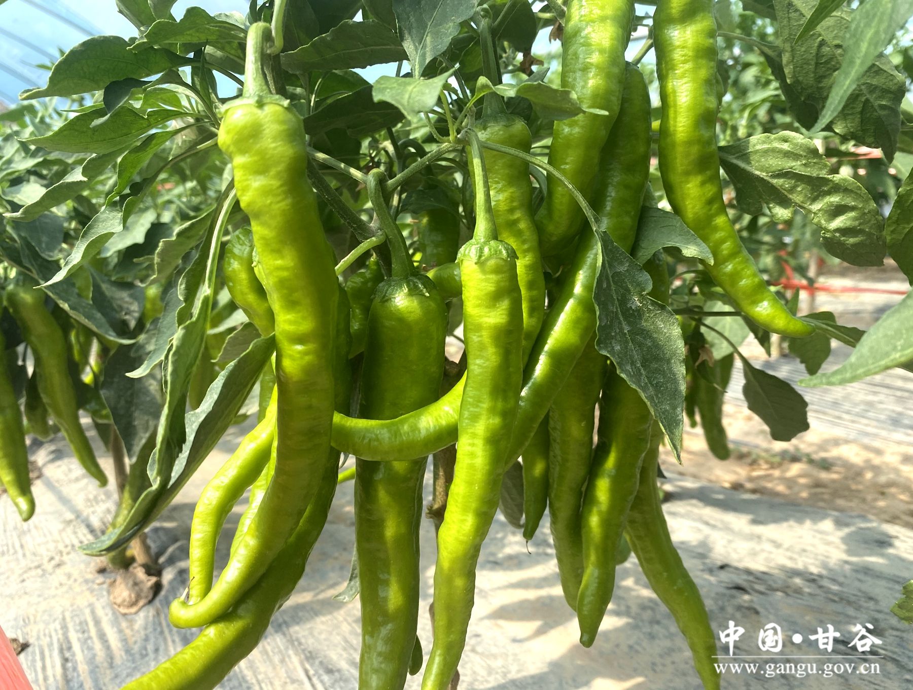 474ee4bbc369325b33bccc84afbd9ad 474ee4bbc369325b33bccc84afbd9ad