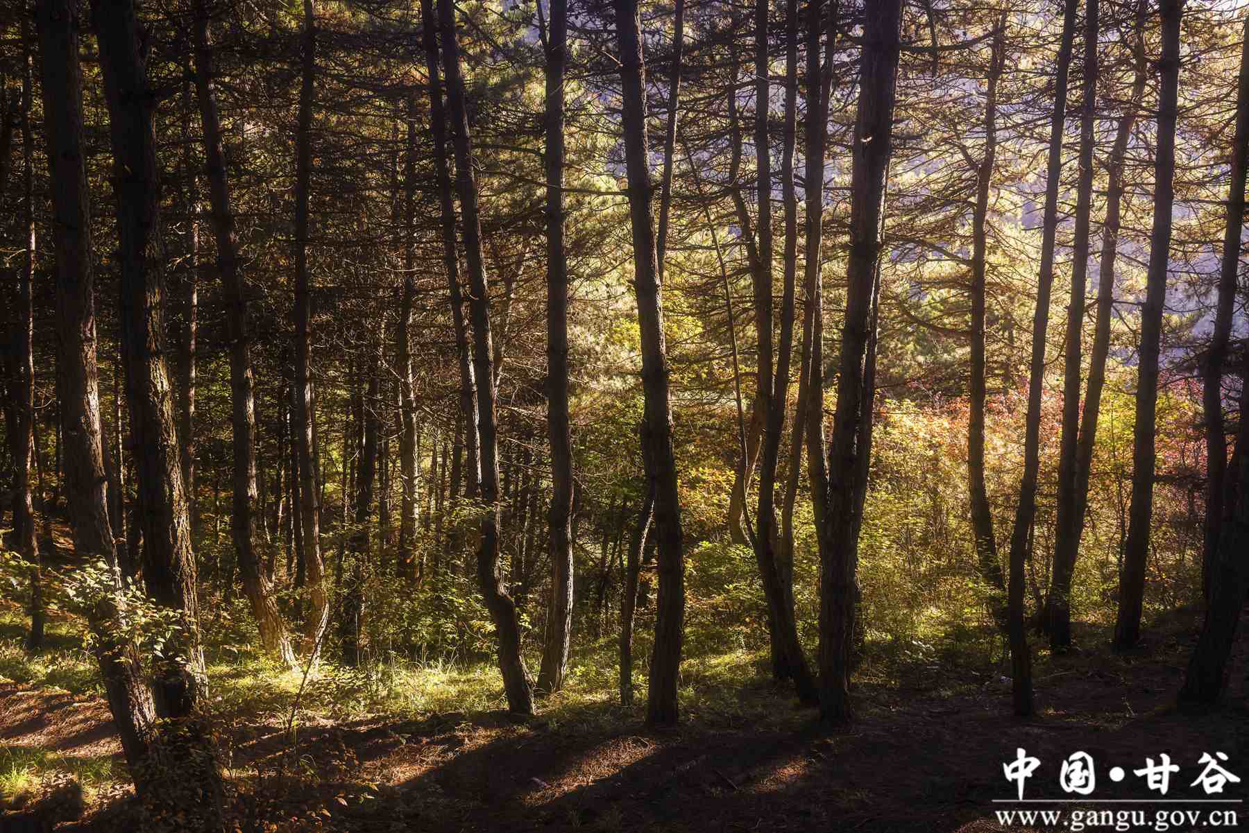 刘全义 (7) 刘全义 (7)