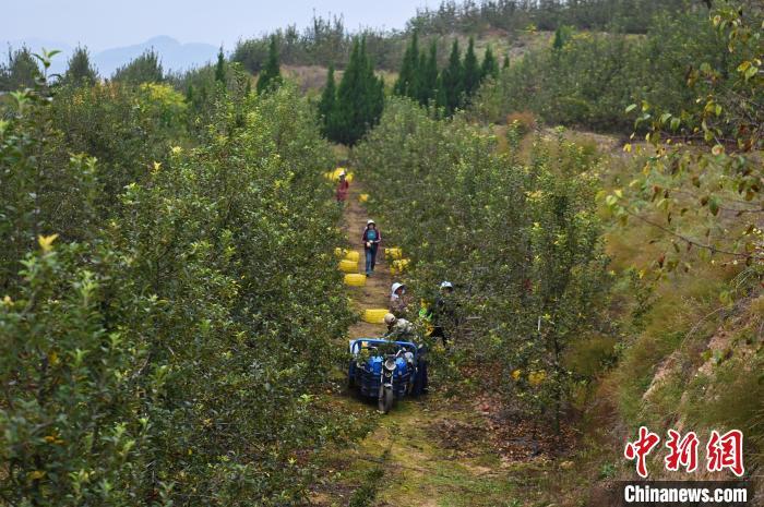 图为甘肃省天水市秦州区一苹果种植基地内,工作人员正在集中采摘花牛苹果。 李亚龙 摄