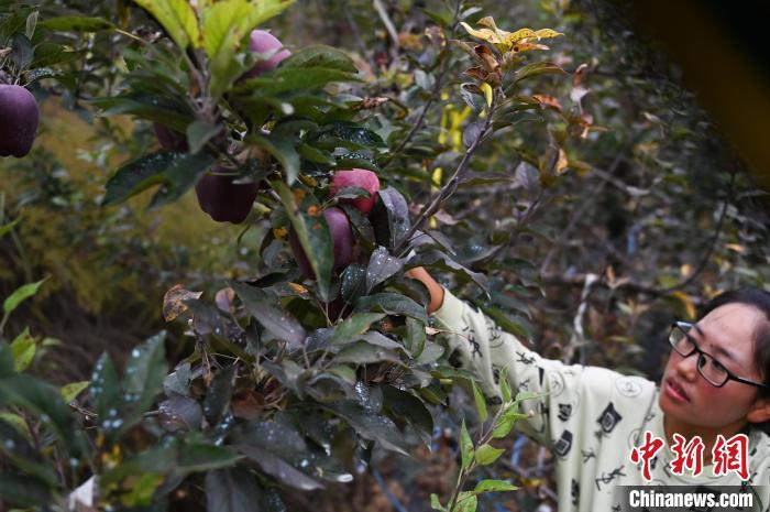 图为甘肃省天水市秦州区一苹果种植基地内,工作人员正在采摘花牛苹果。 李亚龙 摄