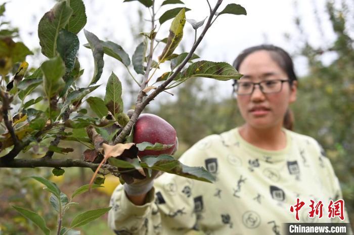 图为甘肃省天水市秦州区一苹果种植基地内,工作人员正在采摘花牛苹果。 李亚龙 摄