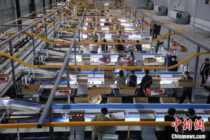 近期,甘肃省天水市秦州区31.24万亩苹果获得丰收,图为12500吨的数字化智能苹果分选线。 秦州区委宣传部供图