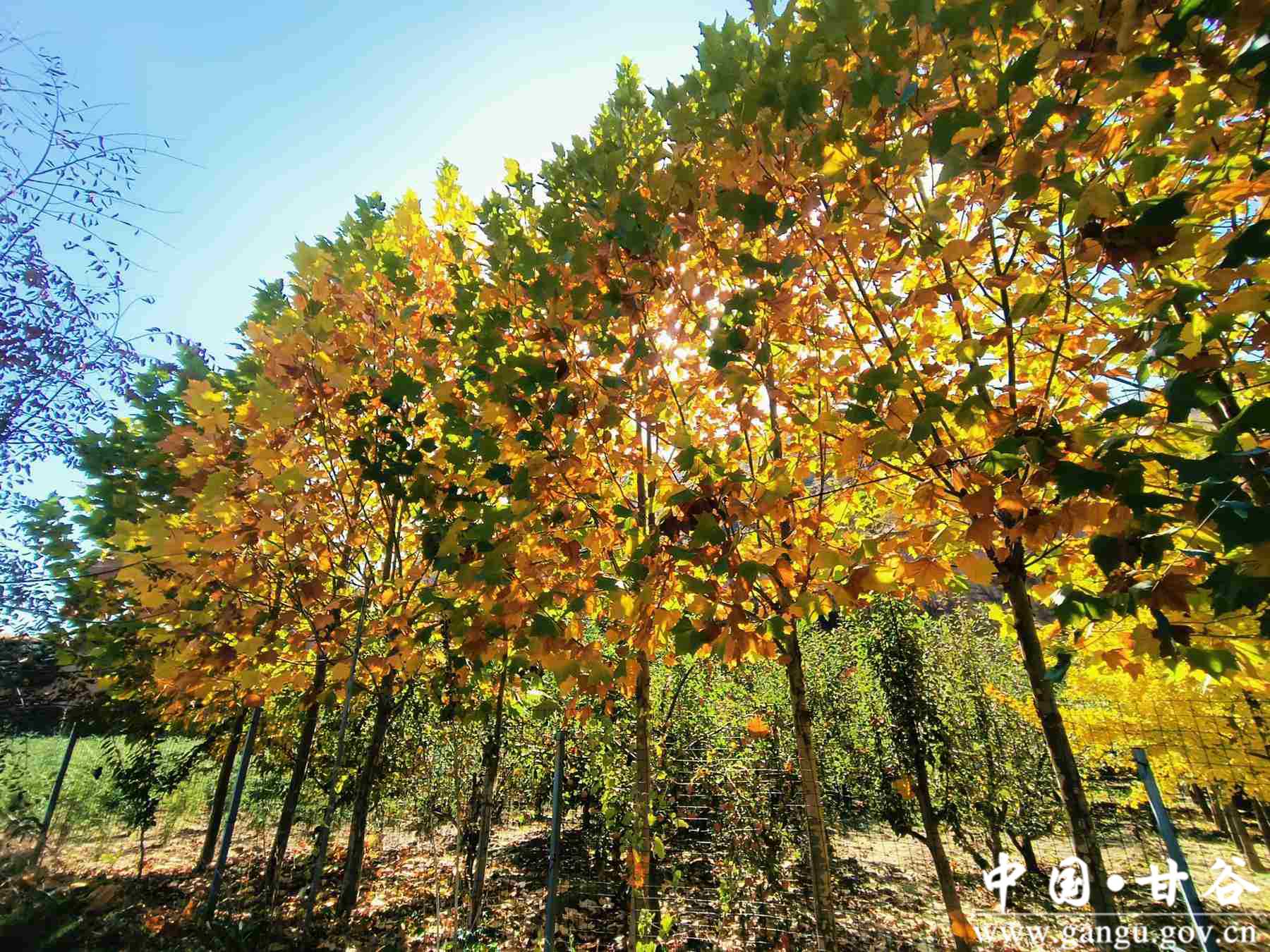 王正伟 (21) 王正伟 (21)