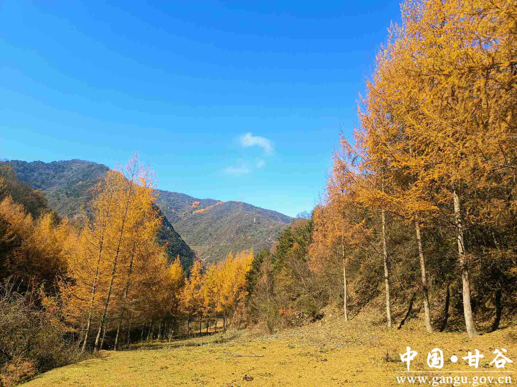 王正伟 (9) 王正伟 (9)