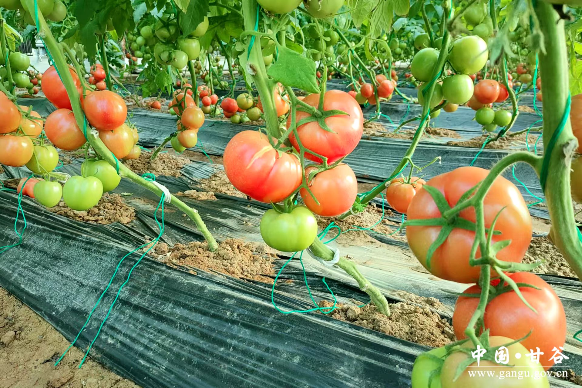 微信图片_20250115170424 微信图片_20250115170424