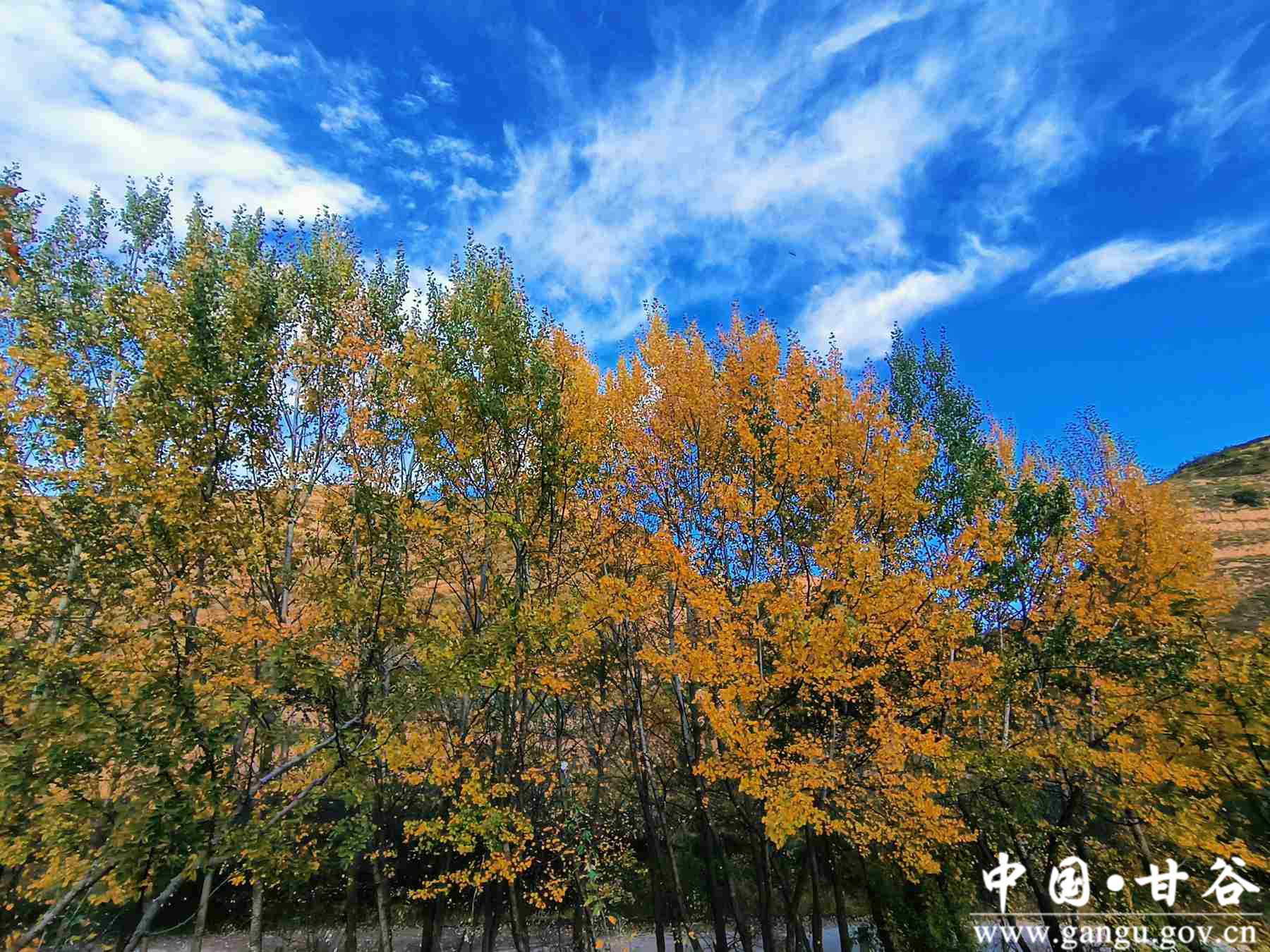 王正伟 (12) 王正伟 (12)