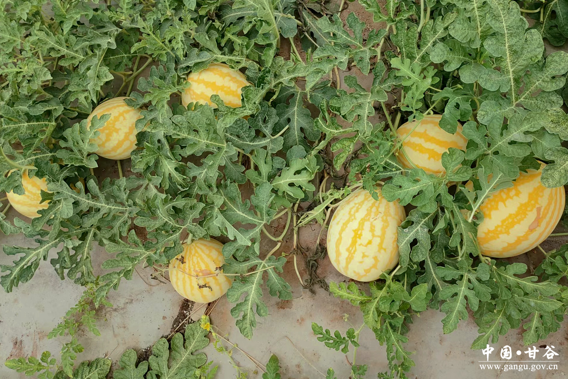 1721876580946060556.jpg 1721876580946060556.jpg