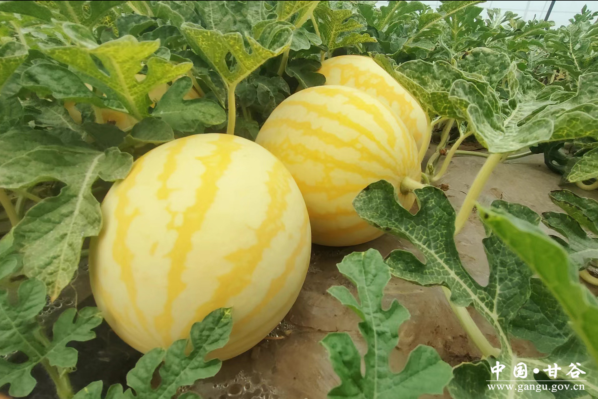 1721877385998077781.jpg 1721877385998077781.jpg