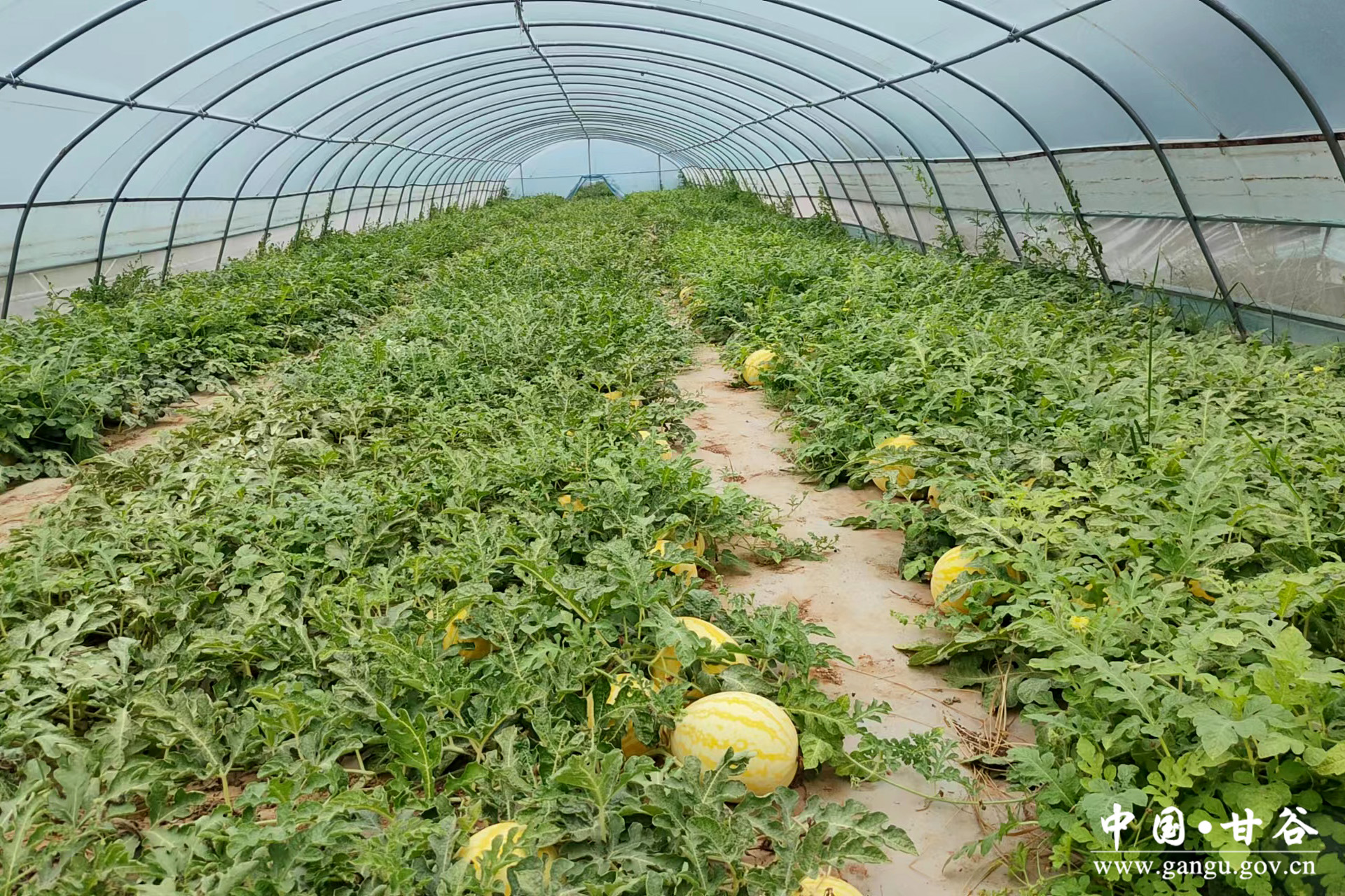 1721877153741025683.jpg 1721877153741025683.jpg