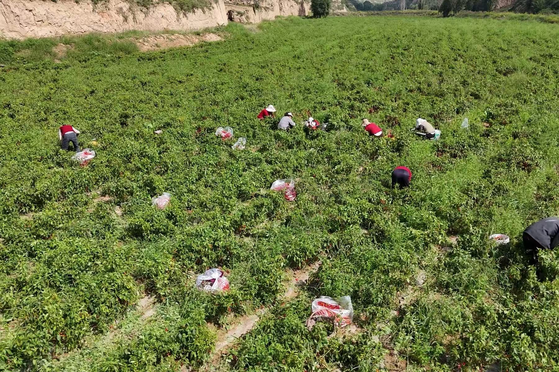 微信图片_20251225103318_196_10 微信图片_20251225103318_196_10