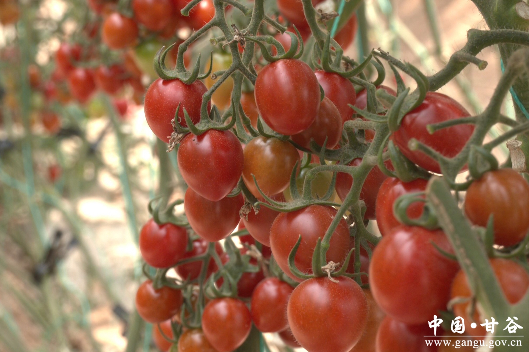 微信图片_20241205101148 微信图片_20241205101148