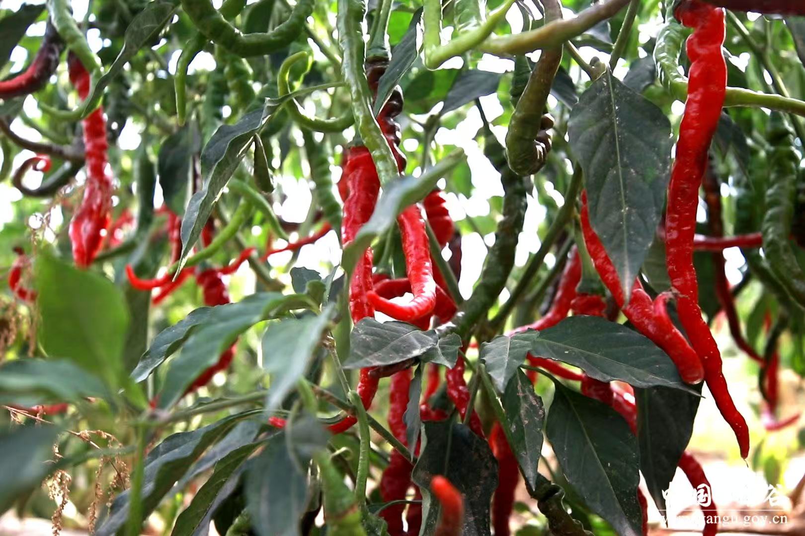 微信图片_20251225103321_199_10 微信图片_20251225103321_199_10