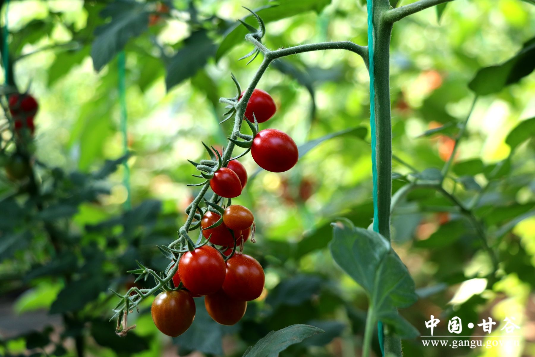 IMG_7904_副本 IMG_7904_副本